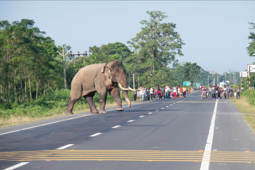 An elephant seen crossing a road. People watching from a distance in the background