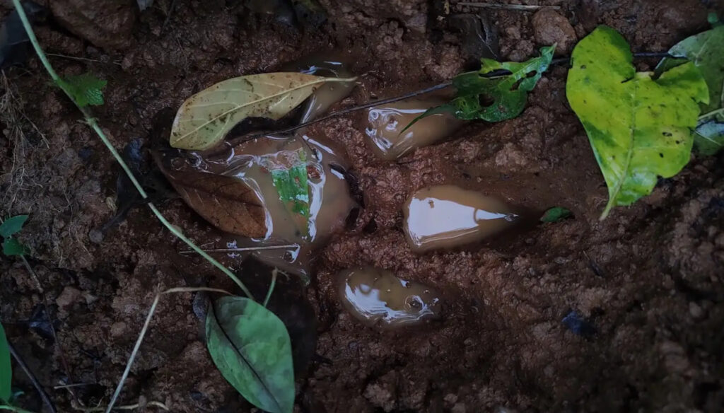 A pug mark of a tiger, seen in wet mud, filled with water. Some leaves strewn around it. 