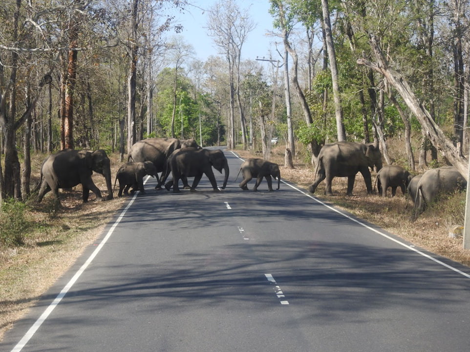 An elephant herd crossing a road in a forest
